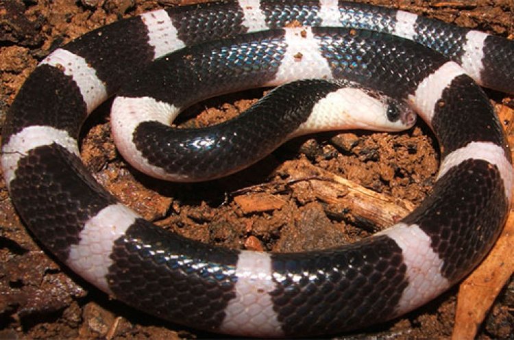Самые ядовитые змеи фото. Малайский Крайт (Bungarus candidus). Малазийский Крайт змея. Змея Крайт Таиланд. Крайт змея Бали.