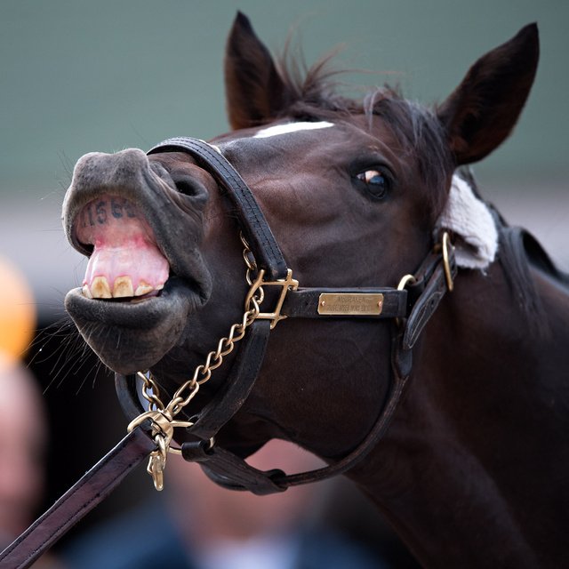 espnphoto's tweet photo. Derby Horse McCraken snarls at Churchill Downs. (Photo by Bill Frakes) https://t.co/87LKt2lflw https://t.co/RWzTH0SFou
