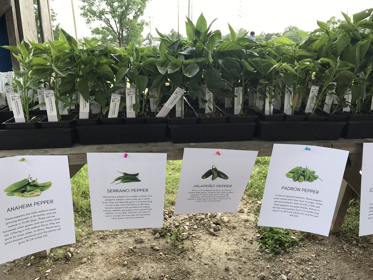 CFC_Grows's tweet photo. Spring plant sale is ON! Come by Fairfield Middle anytime between now &amp; 7:30 for food, music, and fun! #rva #henrico https://t.co/s6rY4IswtB