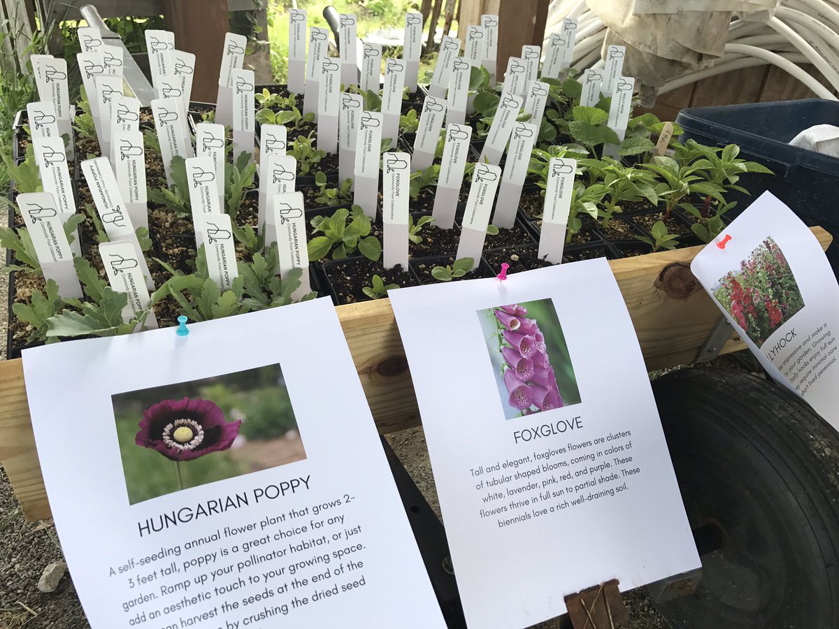 CFC_Grows's tweet photo. Spring plant sale is ON! Come by Fairfield Middle anytime between now &amp; 7:30 for food, music, and fun! #rva #henrico https://t.co/s6rY4IswtB