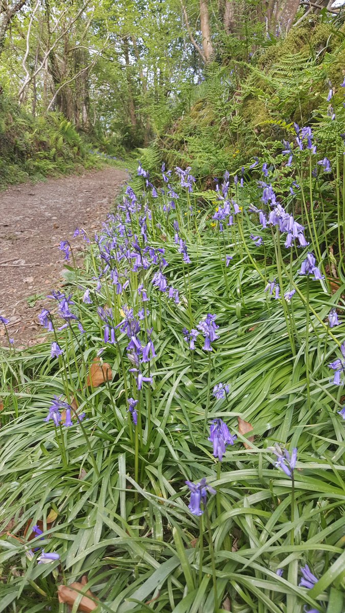 Dolbryn campsite tweet media