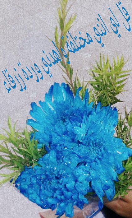 DoDo4595's tweet photo. اخيراااا جاتلي الوردة الزرقاء 💙🙊 https://t.co/33w8Z5YJRH