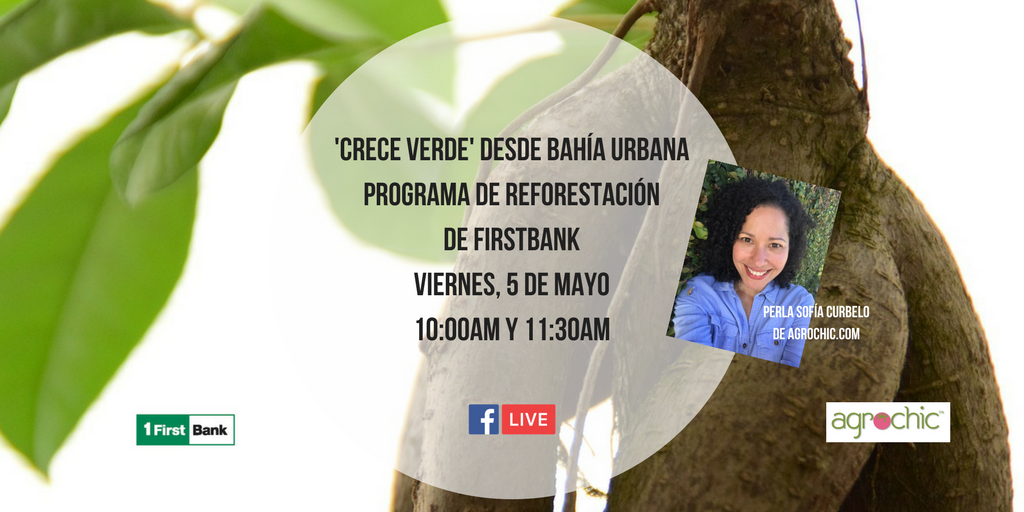 perlasofia's tweet photo. #Reforestación Mañana transmisión en directo para detalles de #CreceVerde de @FirstBankpr Aquí> https://t.co/et10cU5IYy tips para sembrar 🌳🌳 https://t.co/aHKjBK60WM