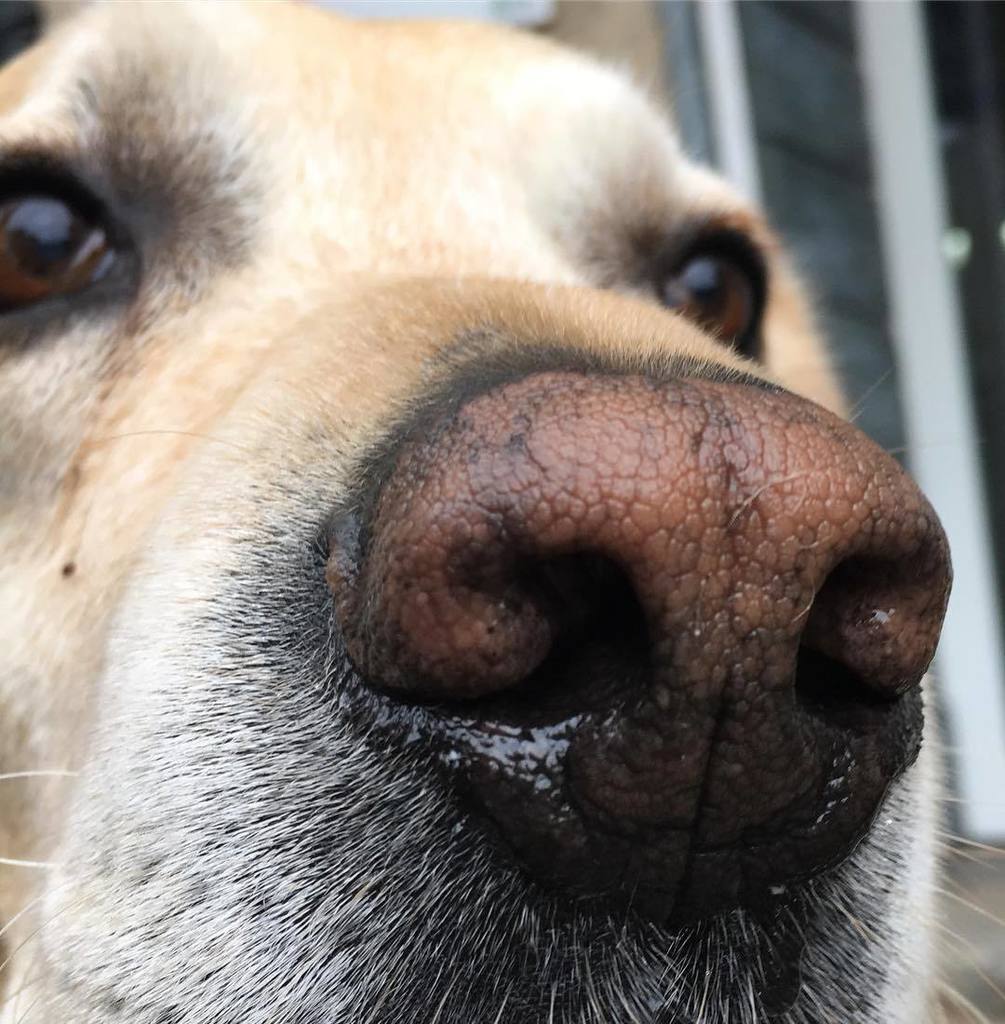 ariannasinigagl's tweet photo. La tenerezza è il linguaggio segreto dell’anima. Rudolf Leonhardt #Erba #Falpe #waiting #dog #waitingforyou #day #publicrelations #owner #w… https://t.co/MEWfXSYz4g