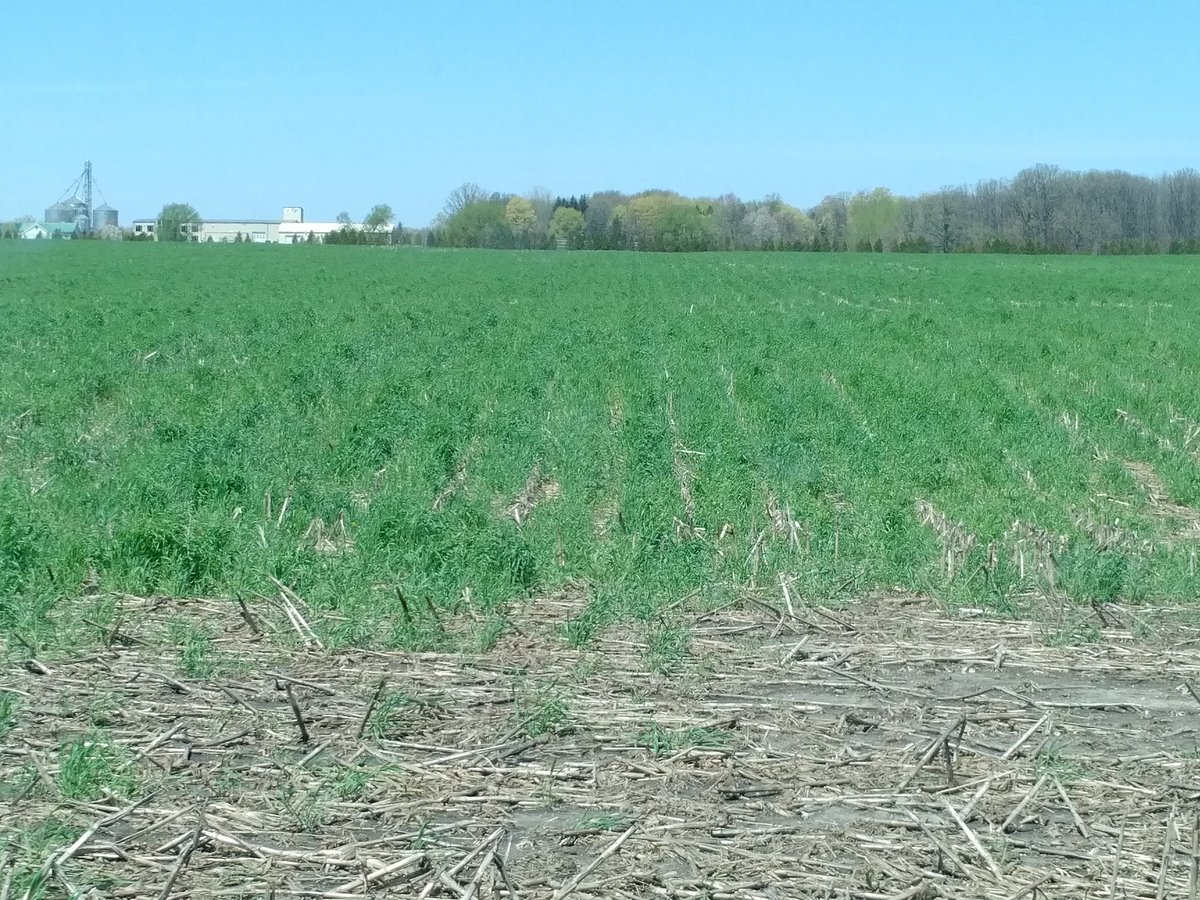 London Twp aerial seeded cereal ryegrass holding the soil together ahead of the heavy rain warnings #covercrops #aerialag