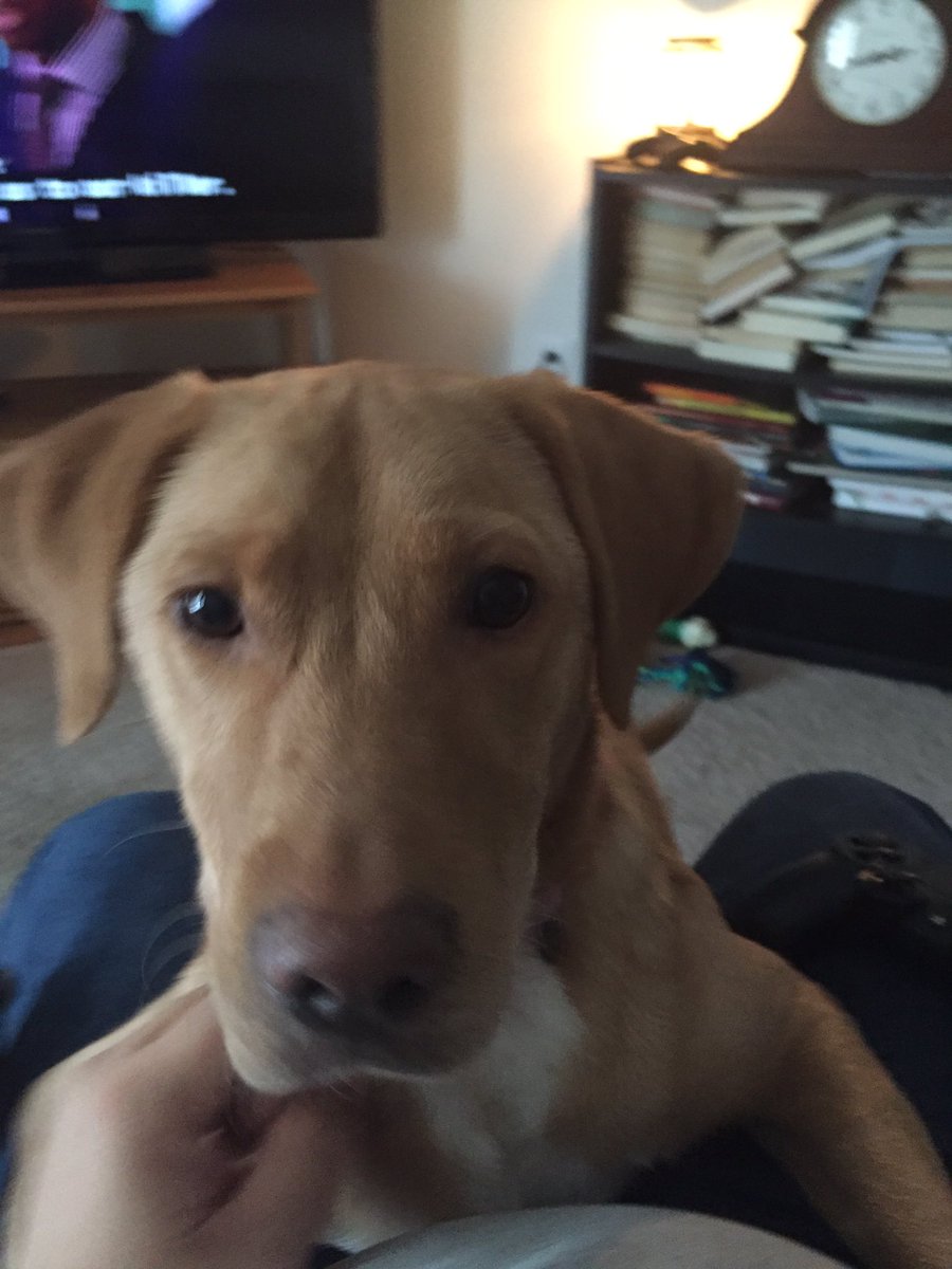 weston12860's tweet photo. I love my dog, Carlie!! https://t.co/m8Nh5riQlf