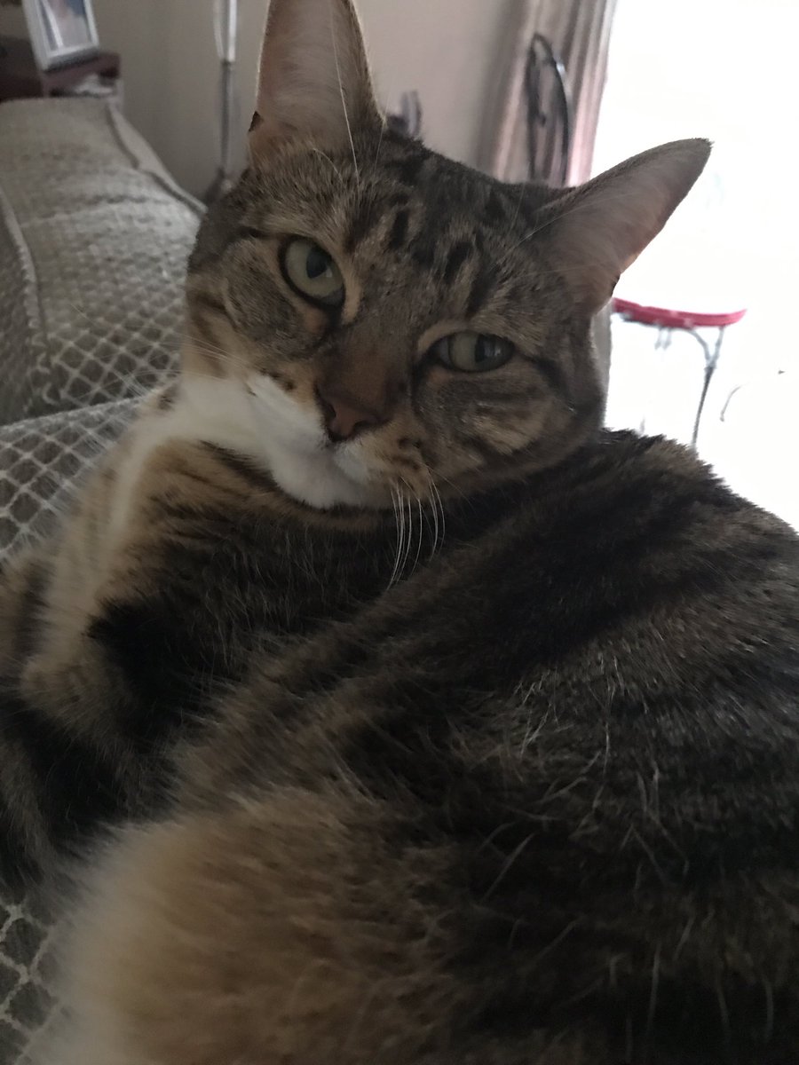 ShebaThe_Cat's tweet photo. Yes human, I'm fluffy! Now let me get my beauty sleep! 😼😸 #catitude #CatsOfTwitter #fluffyfursday https://t.co/mSyMGURKgW