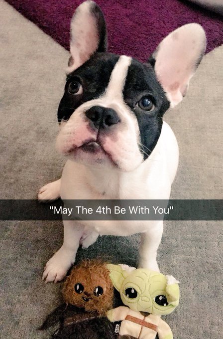 #maythe4th #starswarsday #frenchielife https://t.co/7HKtMtKaG3