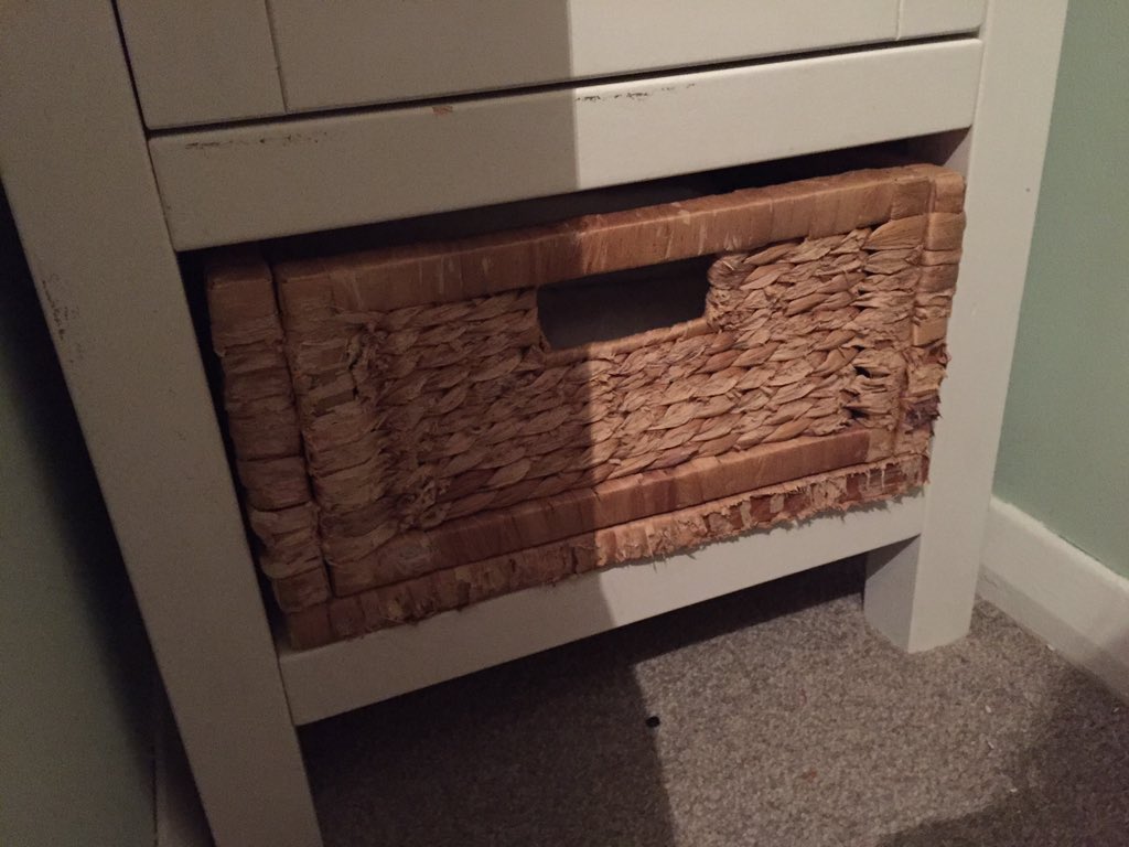 Dave The Rabbit tweet media