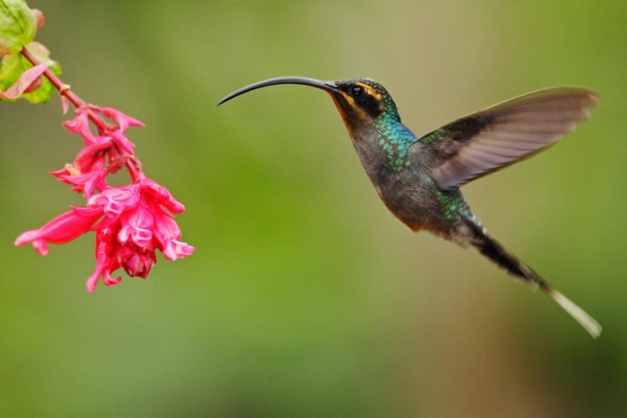 birdwatching_co's tweet photo. Además de sus alas, colores y canto, las aves tienen un rasgo particular 
Conoce las aves con los picos más extraños https://t.co/mAn9zlSDGU https://t.co/gTWjfBLr5o