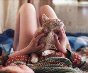cute_nyanko's tweet photo. 猫より美女の足に目がいく
#猫好き #にゃんこ #猫 https://t.co/H8Dk9Eg7BS