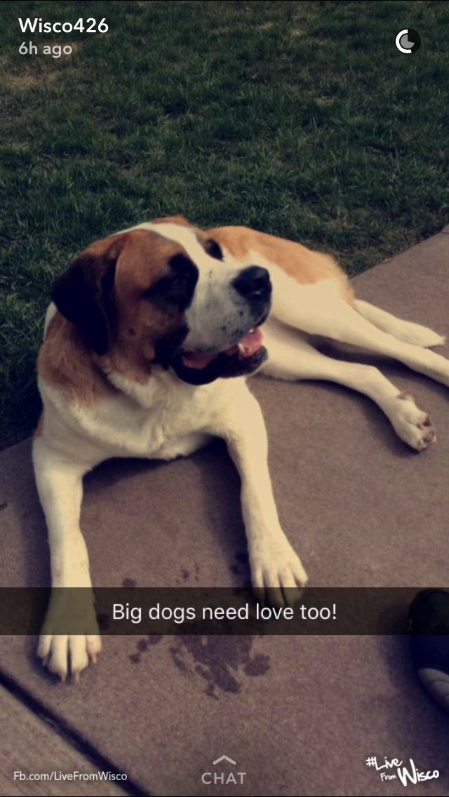 sarak1787's tweet photo. When your dog makes live from Wisconsin on Snapchat #dimepiece #stbenard #wisco https://t.co/Ffv6G8KMh9
