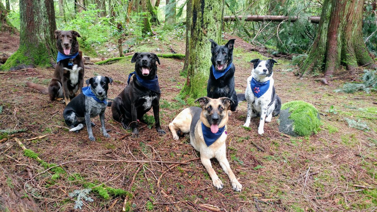AdventuresDog's tweet photo. #cutemuttz https://t.co/4OPRiBVVe7
