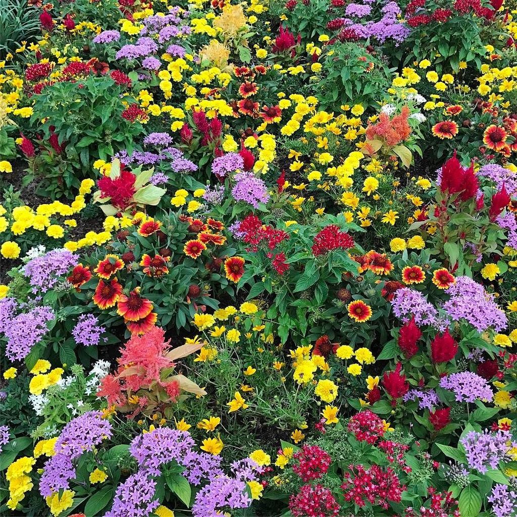 OurFLProject's tweet photo. #epcotinbloom 🌼🌺🌸 https://t.co/62Y8ErpNs2
