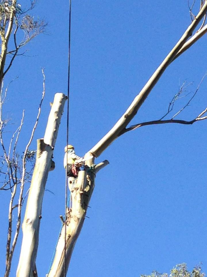 ArborTech1's tweet photo. #SanLeandro #TreeTrimmingService #TreeRemoval https://t.co/ij9LzZYsrP