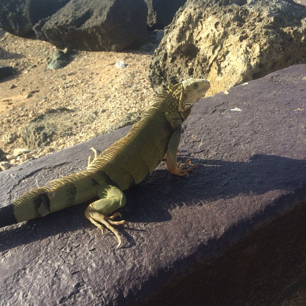 Manifested my Iguana picture! Yessss #lawofattraction