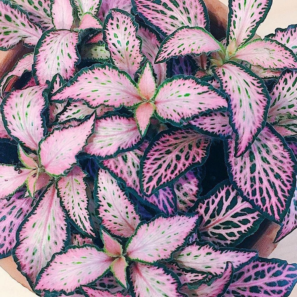 moonko____'s tweet photo. Nature is so incredibly beautiful & breath taking at times ~ ๐ ~ #moonko #fittonia #myunicornlife #dscolor #dstextโฆ https://t.co/8cMOBYq56r https://t.co/zT5gApU811
