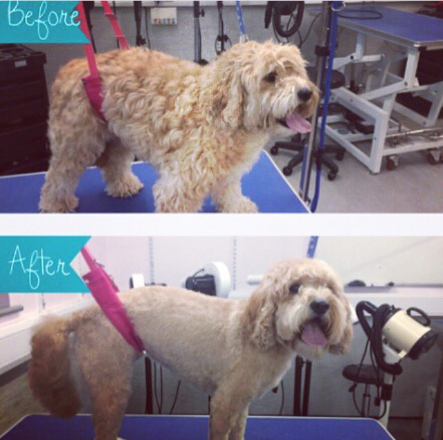 copedogs's tweet image. Tonight's customer was Ted lovely boy in for his summer cut really patient and so well behaved a real little cutie 🐾🐶💙🐾