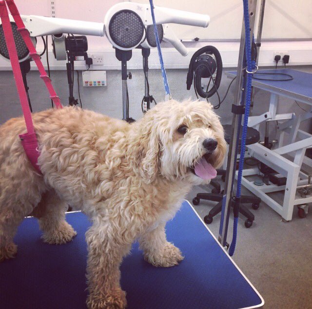 copedogs's tweet image. Tonight's customer was Ted lovely boy in for his summer cut really patient and so well behaved a real little cutie 🐾🐶💙🐾