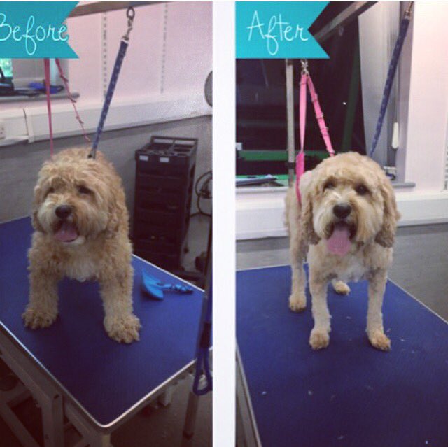 copedogs's tweet image. Tonight's customer was Ted lovely boy in for his summer cut really patient and so well behaved a real little cutie 🐾🐶💙🐾