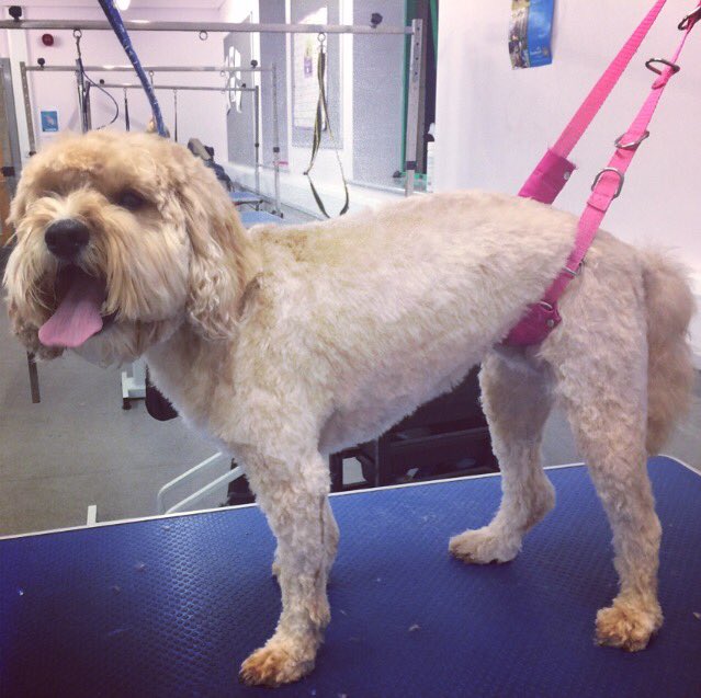 copedogs's tweet image. Tonight's customer was Ted lovely boy in for his summer cut really patient and so well behaved a real little cutie 🐾🐶💙🐾