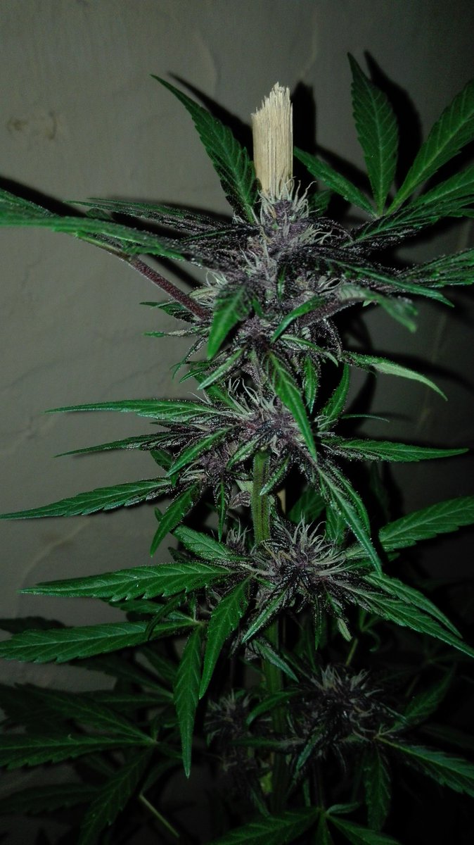 golloelcogollo's tweet photo. Una de las joyas de mi jardín. #DevilCreamAuto de @sweetseeds_es https://t.co/0unh24N57o
