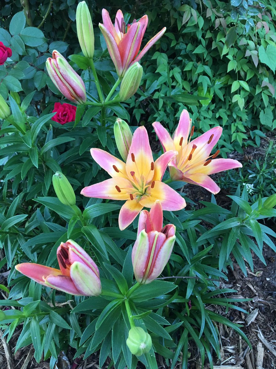 GridleyDaniel's tweet image. By personalizing PD, everyone starts &quot;where they are&quot; &amp;amp; ends up &quot;at success!&quot;

Point A to Point B

#growthmindset 

🚜🌱🌞🌧🌻
#wzrdpd