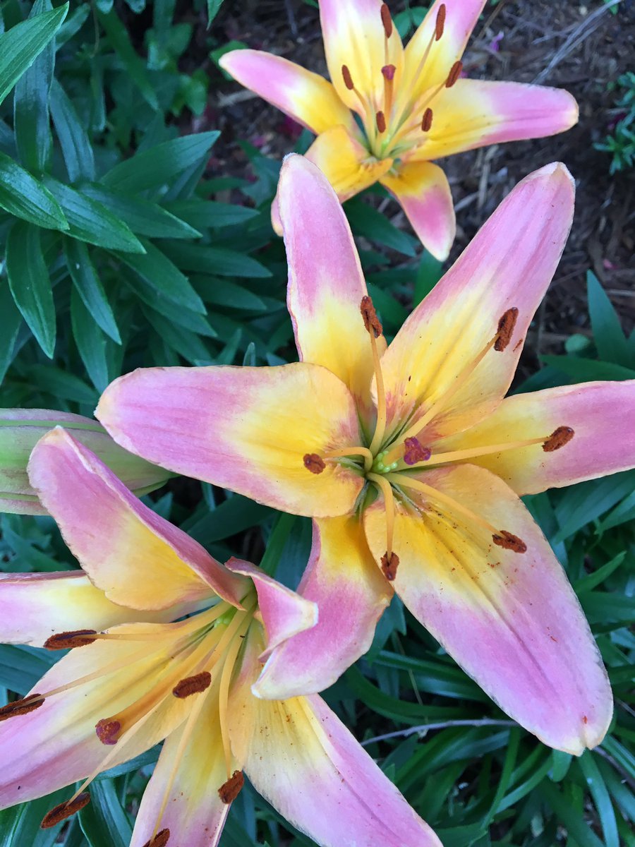 GridleyDaniel's tweet image. By personalizing PD, everyone starts &quot;where they are&quot; &amp;amp; ends up &quot;at success!&quot;

Point A to Point B

#growthmindset 

🚜🌱🌞🌧🌻
#wzrdpd