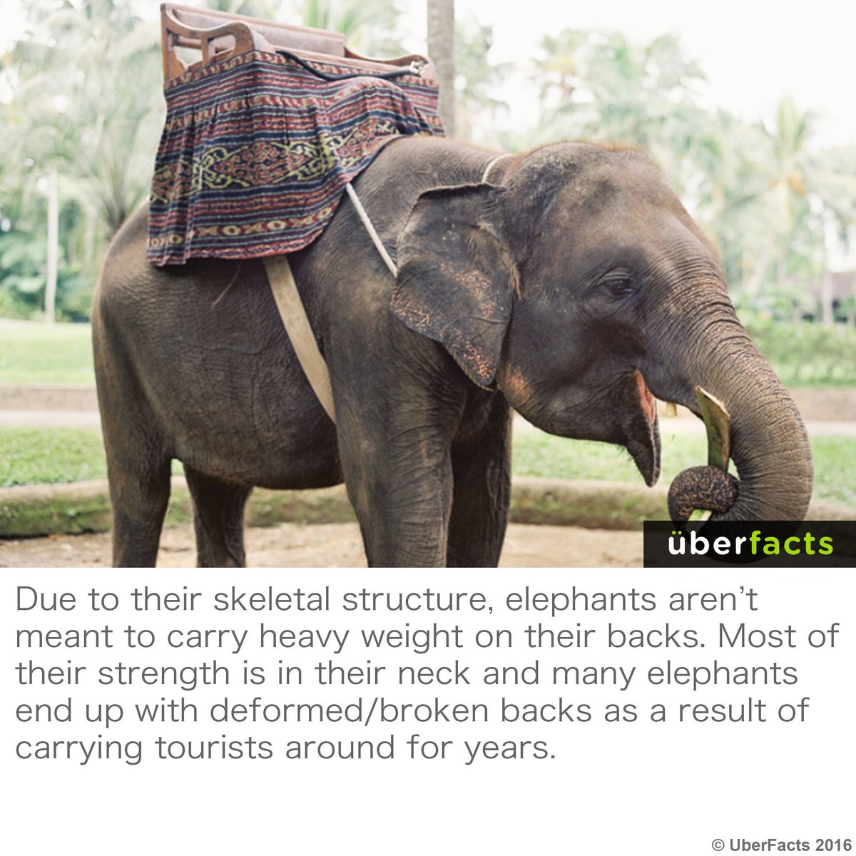 UberFacts's tweet photo. :( https://t.co/uTKVRFXm4A