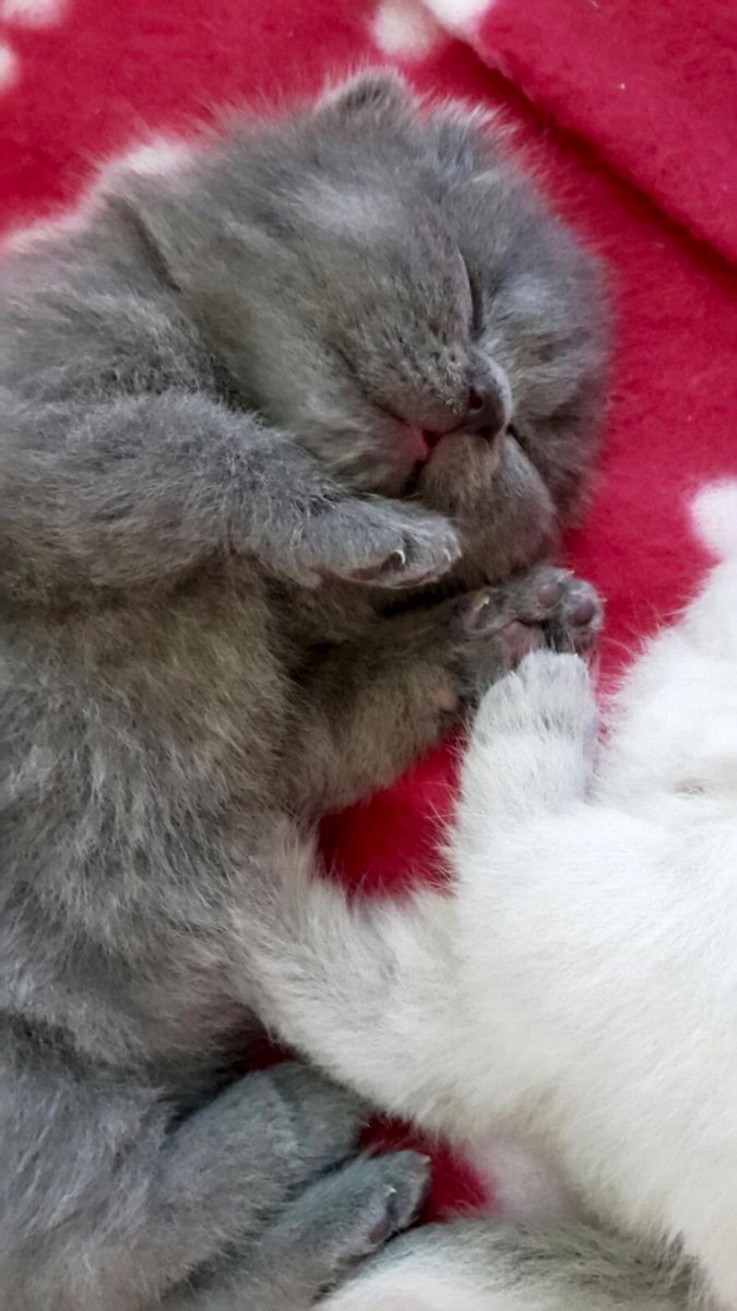 LadyAvaBSH's tweet photo. @Schwarz6Heidi I know!!! She has grown up so much! This was her back in the day 😻😻 https://t.co/MLHeBUBaai