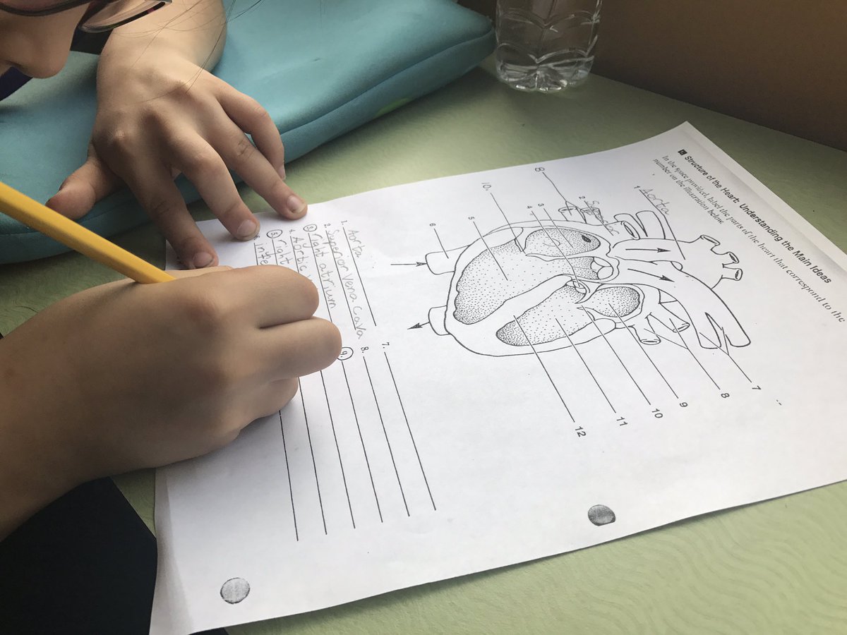 MiaRB206's tweet photo. Mentoring @rentonprep 3rd graders with analogies about the Heart using MineCraft Education! #msftedu @PlayCraftLearn @sway ❤️💉 https://t.co/iuxoXbdcEA