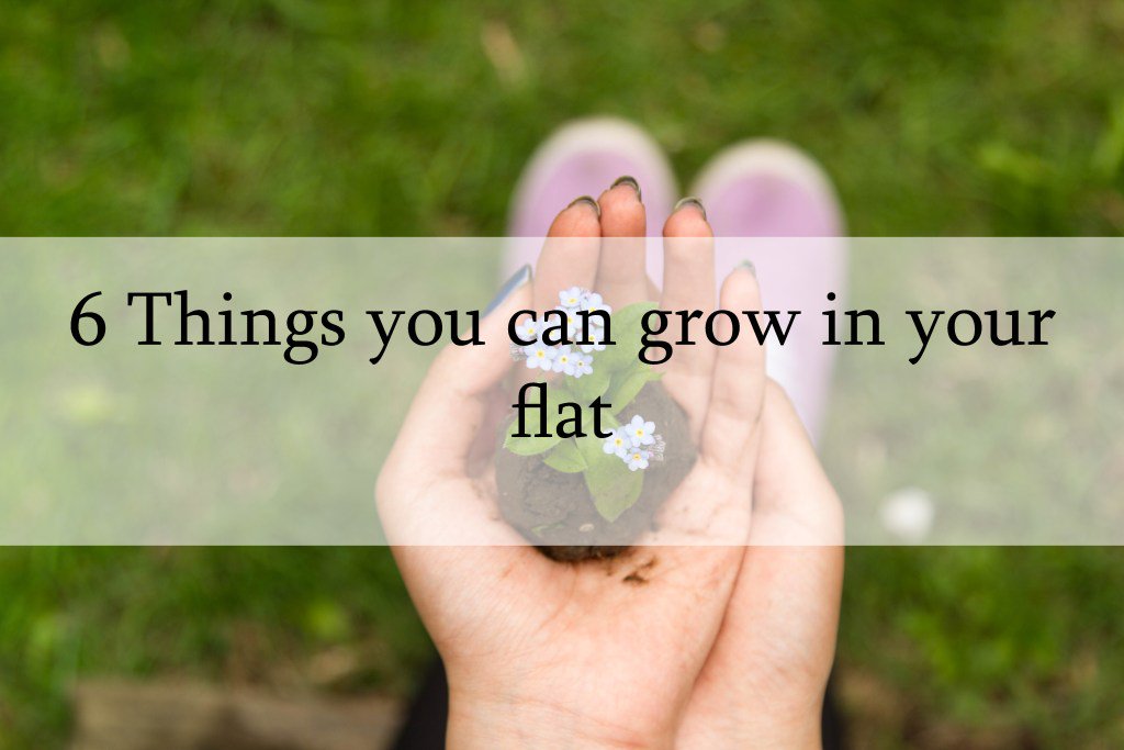 studentlylinc's tweet image. 6 Things you can grow in your flat studentlyweb.wordpress.com/2017/05/04/6-t…