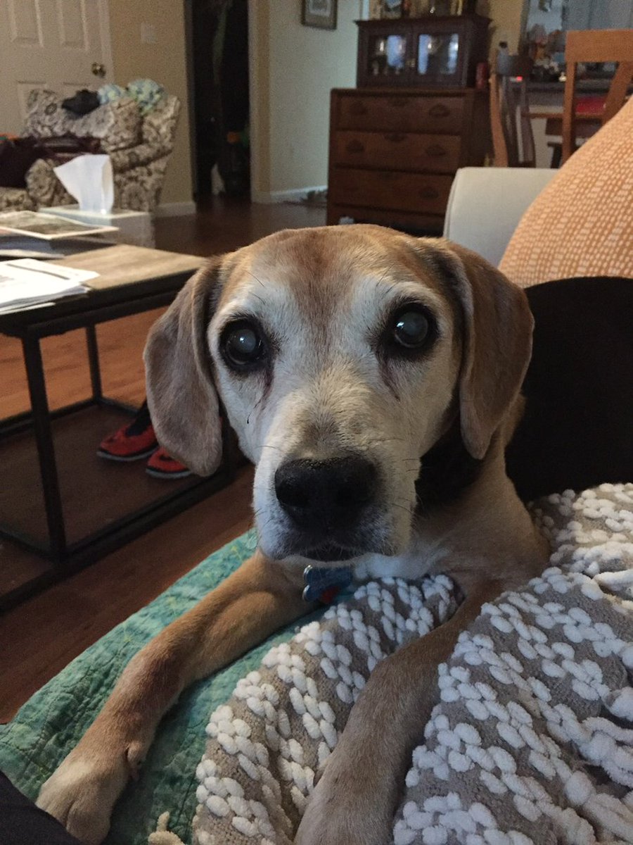 khark138's tweet photo. Please Mom can I have a peanut too!  #mooch https://t.co/wNXKrWb5nk