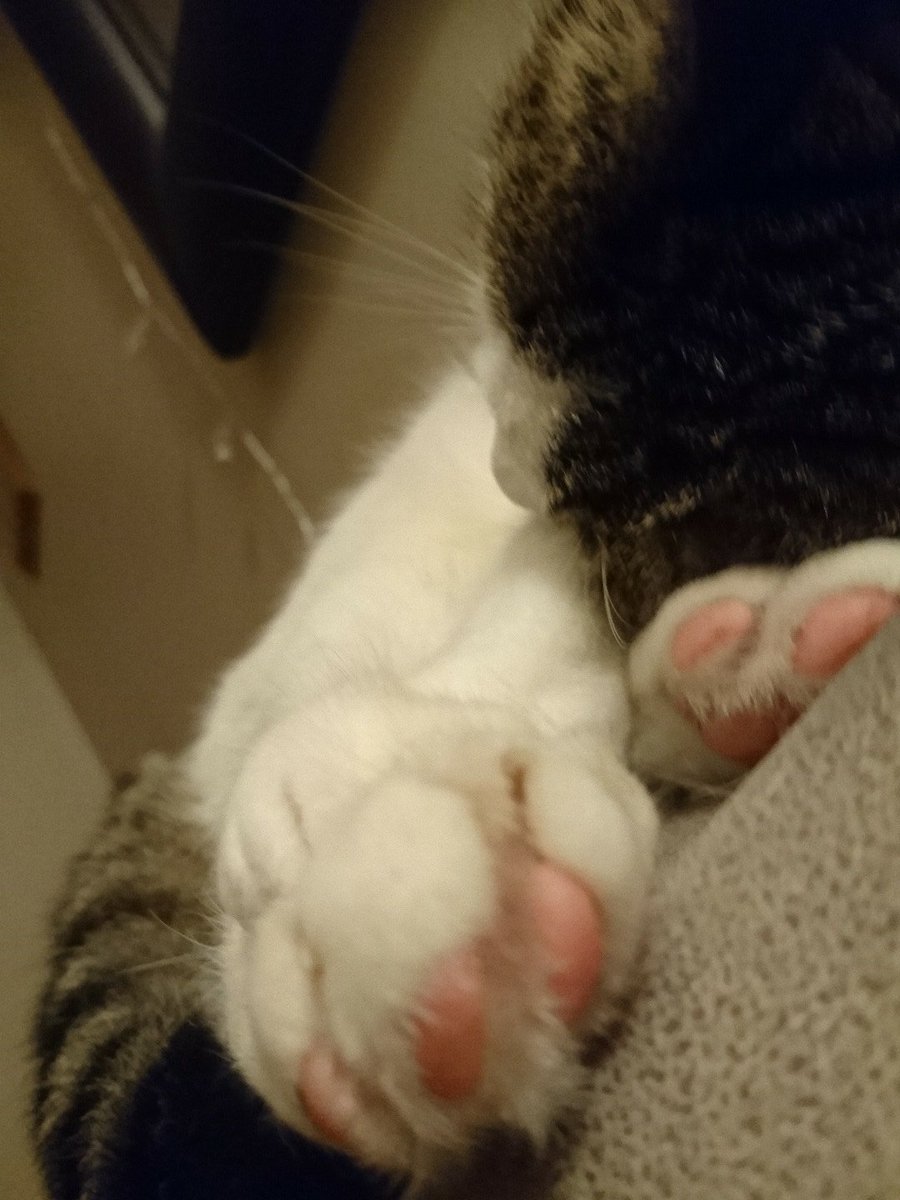 Laffy_the_cat's tweet photo. Cat bruv George in the sacred sleeping spot, I've decided to play with the curtain instead of sleep! Hehehehehehehehehe! #causingmischief https://t.co/f14pApznFU