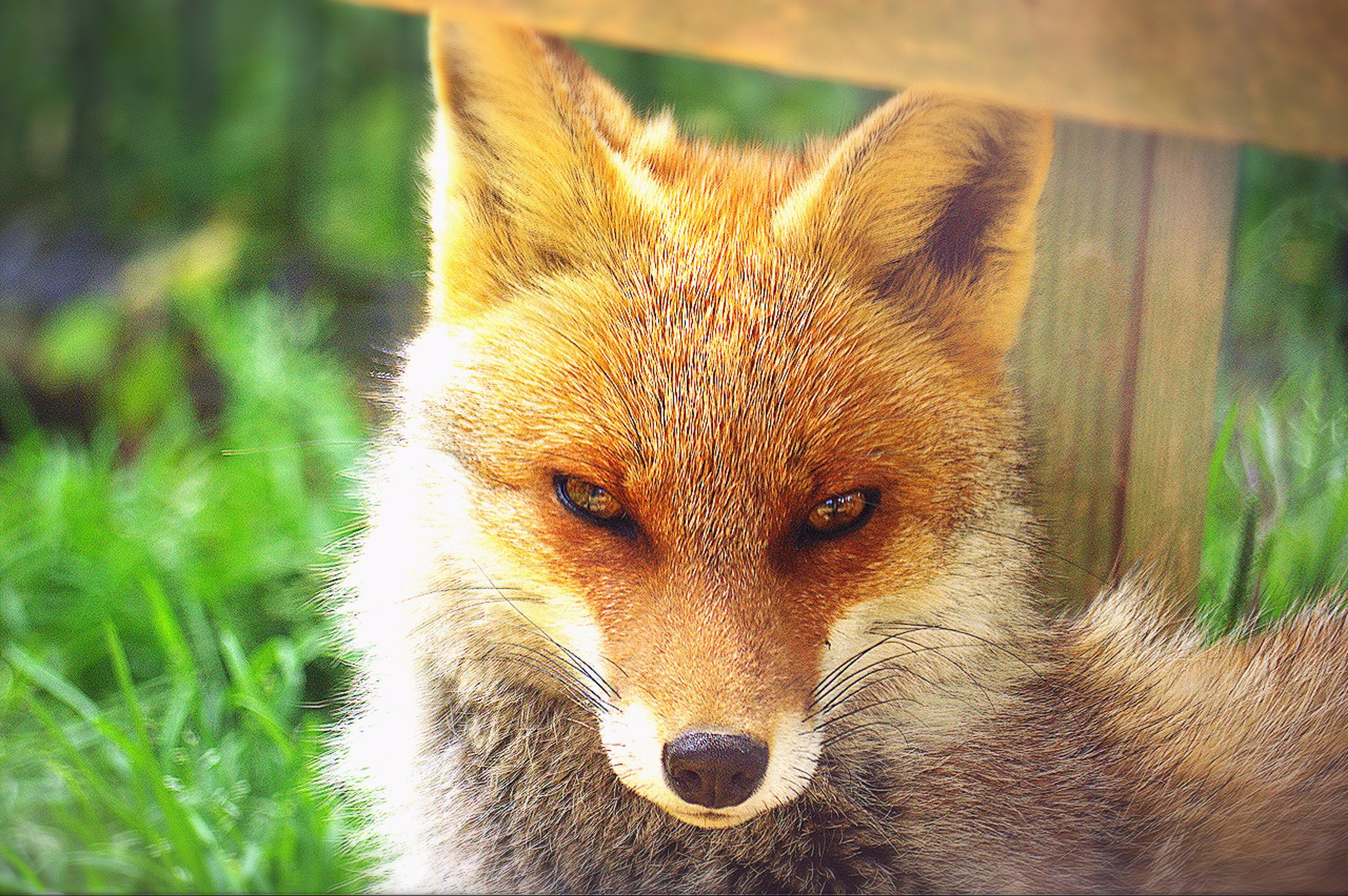 Twitter 上的 もふり隊 そしてのんほいパークには俺のこの世で最も愛している動物キツネが ネコ目イヌ科キツネ属 アカギツネ亜種ホンドキツネちゃん ふわふわさしてもキリっとさせてもどうあってもかわいい 美しい かっこいい もふもふ かわいいがキツネでふ