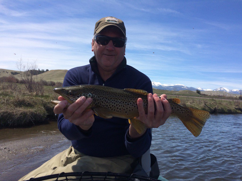 MTMtnMet's tweet image. Meanwhile in #montana slab #browntrout before the flood. #missoula #flyfishing
