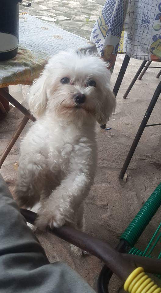 Natty Cardozo tweet media