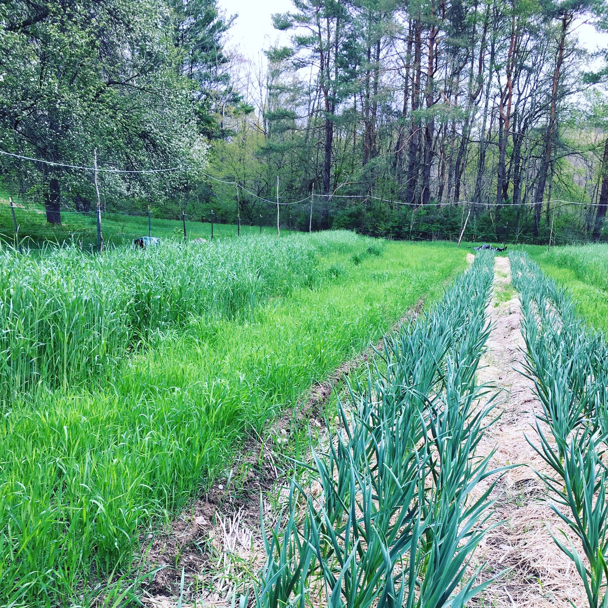 ABasdekis's tweet photo. Spring 🌱🐥 at Shaker Creek Farm https://t.co/qgc0sssYxp