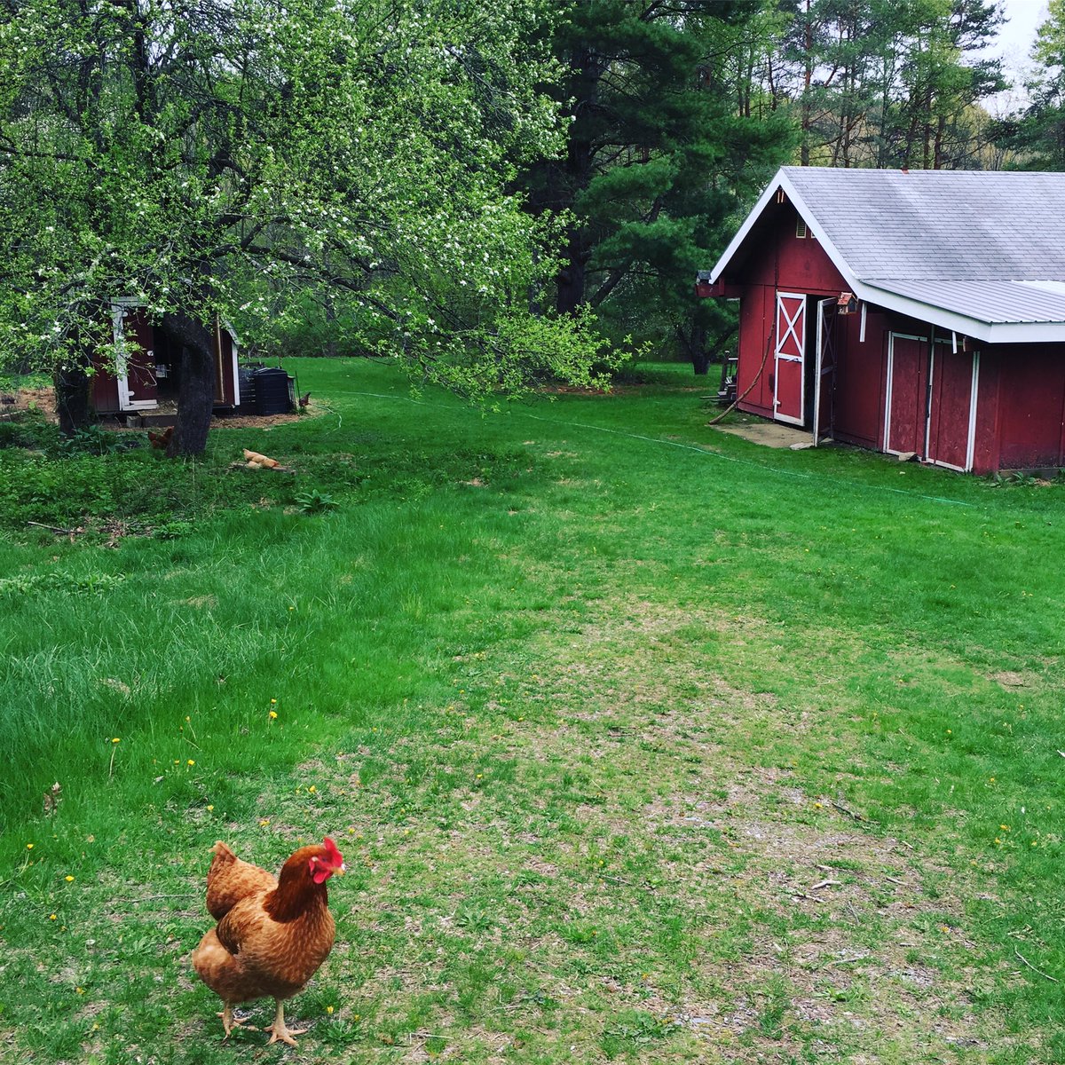 ABasdekis's tweet photo. Spring 🌱🐥 at Shaker Creek Farm https://t.co/qgc0sssYxp