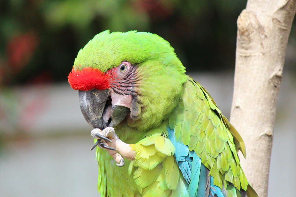 hiyokame1's tweet photo. 良いお顔
#ヒワコンゴウインコ #マコウ #インコ #巴福氏金剛鸚鵡 #大綠金剛鸚鵡 #鸚鵡 #그레이트그린마카우 #앵무새 #마카우 #BuffonsMacaw #macaw
#千葉市動物公園 #지바시동물공원 #ChibaZoo https://t.co/5ZuCP1Omun