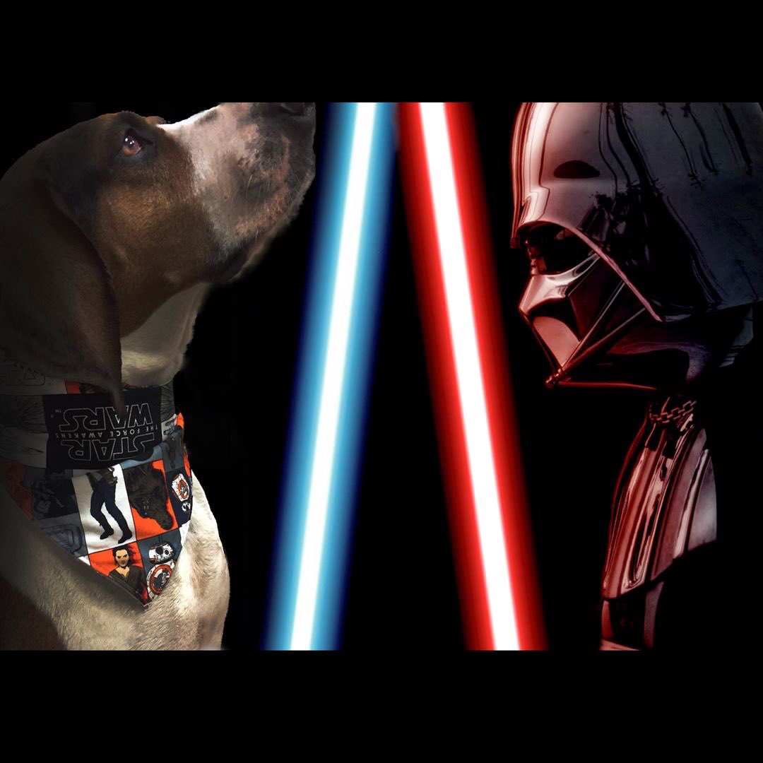 pacificbasket's tweet image. #MayTheFourthBeWithYou Savannah is ready to save the galaxy! #maythe4th #coonhound #treeingwalkercoonhound