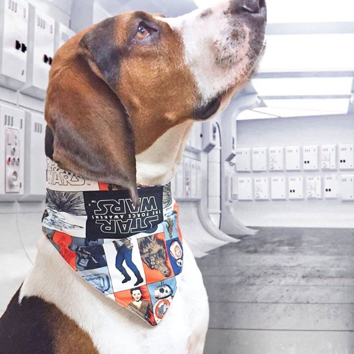 pacificbasket's tweet image. #MayTheFourthBeWithYou Savannah is ready to save the galaxy! #maythe4th #coonhound #treeingwalkercoonhound
