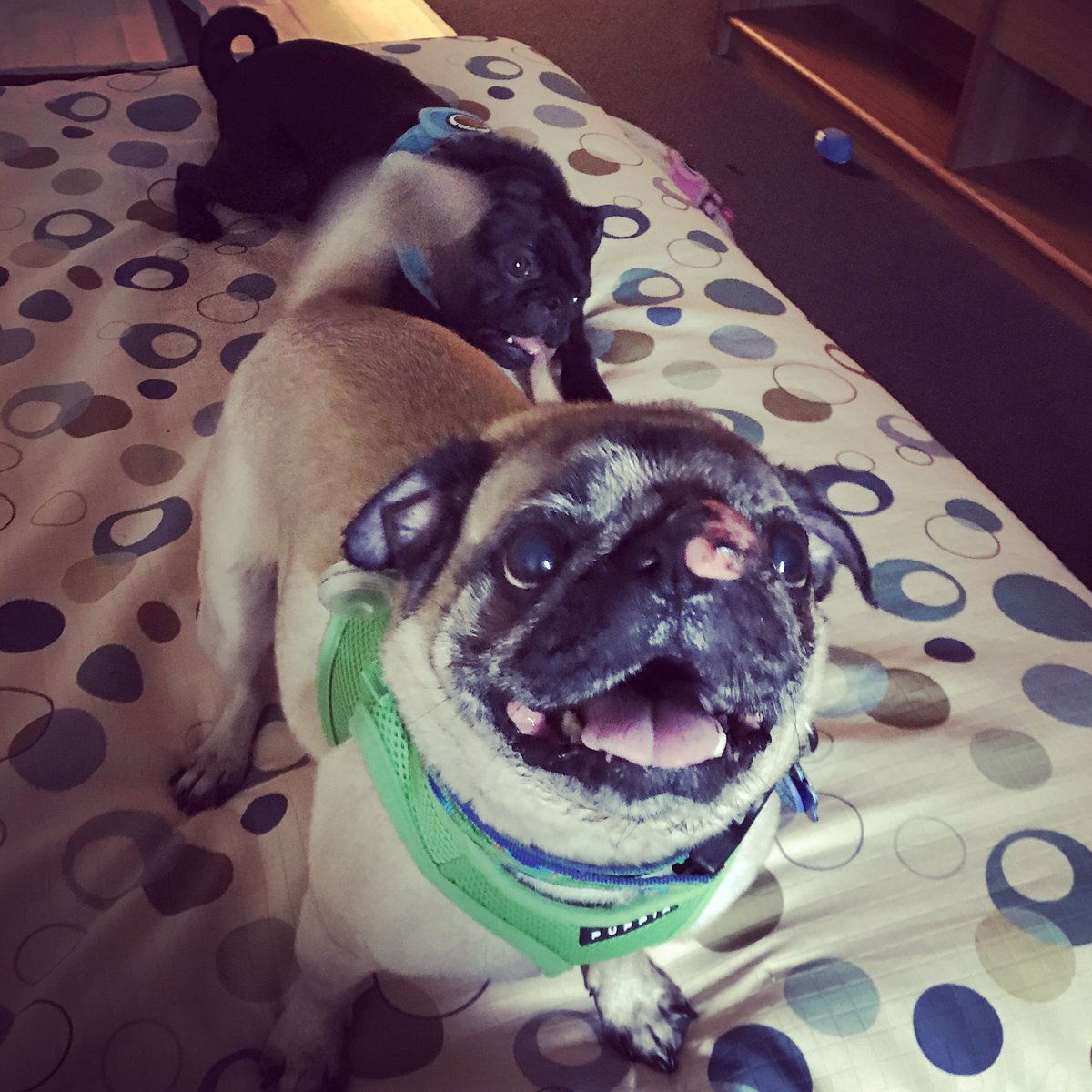Walter_the_pug's tweet photo. Done driving for today now time to relax #ThePittsburghGrumble #PugsTakeChicago https://t.co/jVJLaX119F