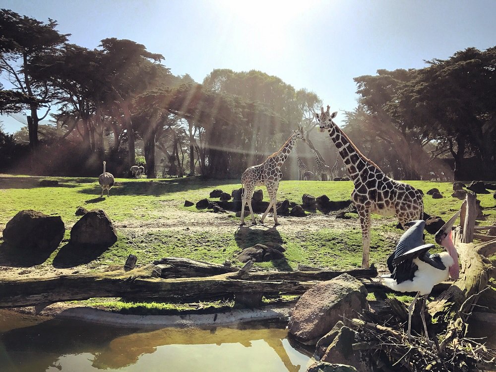 sfzoo's tweet photo. #SFZoo will be bustling this weekend! Celebrate Pacific Islander Weekend, enjoy a Conservation Lecture & attend #MembersMorning SUNDAY! https://t.co/qSCJS2Xbwf