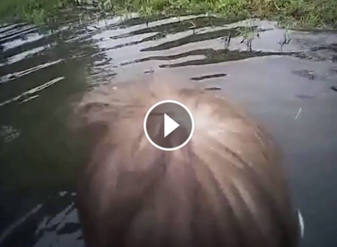 omahaPOA's tweet photo. Dramatic body cam video of a child drowning in pond, and an officer on patrol - https://t.co/SR64EzGQAn #everydaystuff #weneedcops https://t.co/YDzVXdElMm