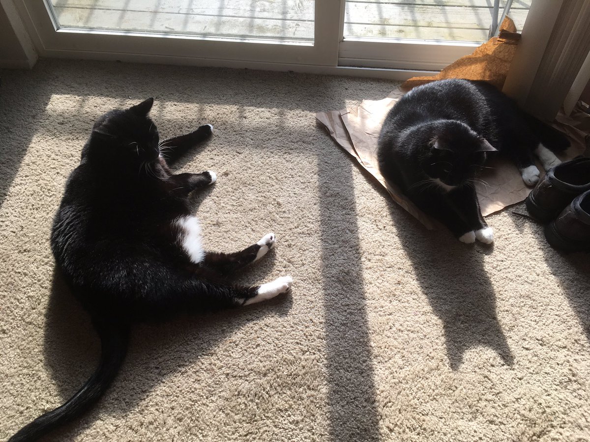 RileyTuxedo's tweet photo. Lounging with sister 🖤 https://t.co/7wyHZxiWEY