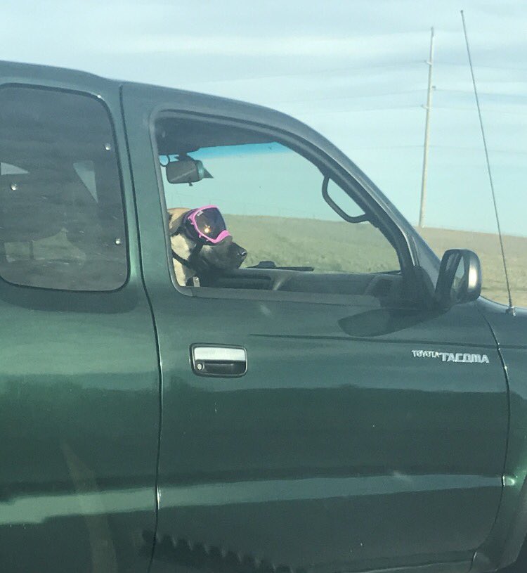 dopa_cat's tweet photo. Spotted: trendiest dog In YYC #goggledog https://t.co/D6Kj3npWRT