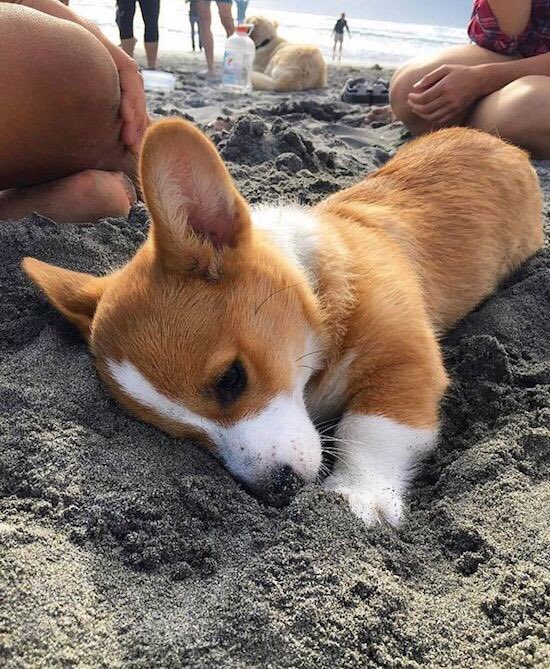 We had a bad day, here's a highly photogenic dog.