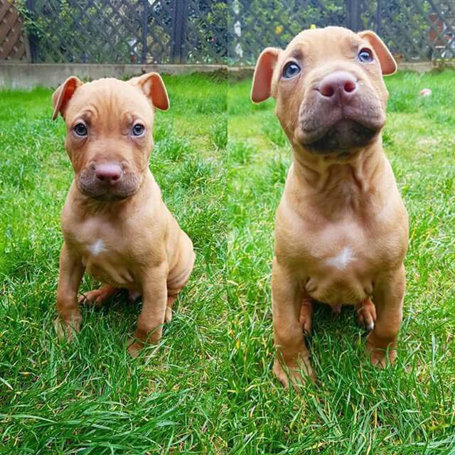 Pit Bulls 🐶 tweet media