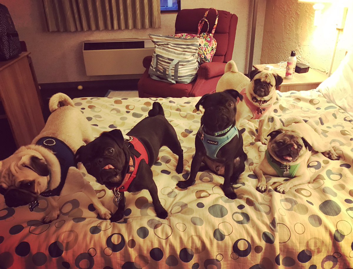 Walter_the_pug's tweet photo. It's hard work being traveling pugs #ThePittsburghGrumble #PugsTakeChicago #puglife https://t.co/X7U7N2WNfH